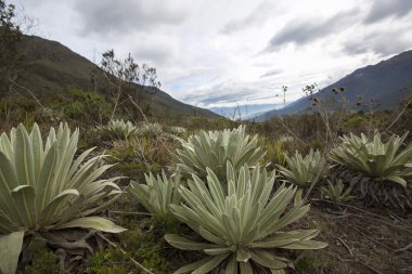 Bulutlar, Venezuela, Merida yakınındaki Paramo yatay