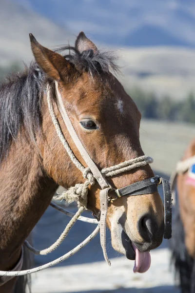 Retrato de um cavalo castanho a puxar a língua. Merida, Venezuela — Fotografia de Stock