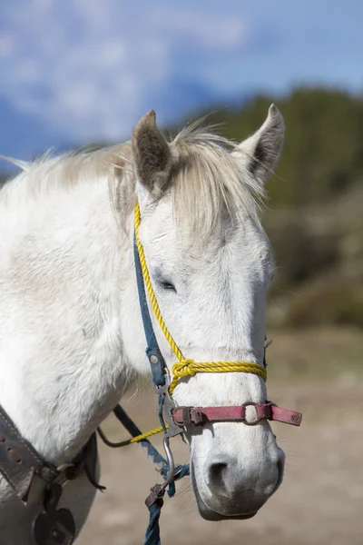 Портрет домашней белой лошади. Мерида — стоковое фото
