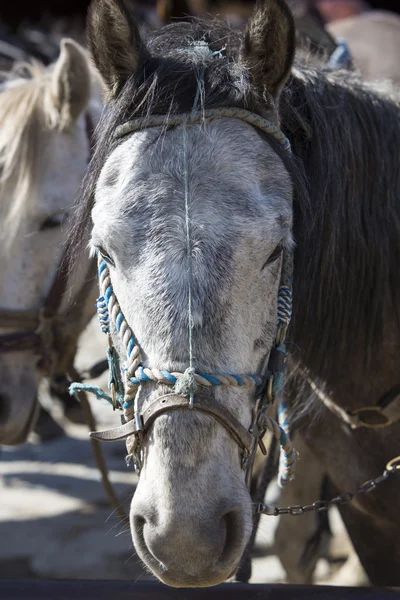 Portrait of a domestic white horse. Merida, Venezuela — Stock Photo, Image