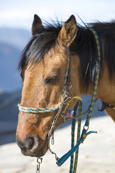 Portrait of a domestic chestnut horse. Merida, Venezuela — Stock Photo, Image