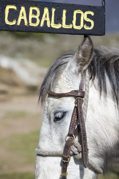 Знак и белая лошадь в Мериде, Венесуэла — стоковое фото