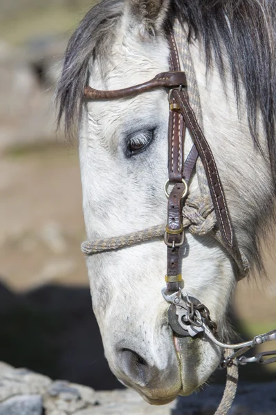 Portrait d'un cheval blanc domestique. Merida, Venezuela — Photo