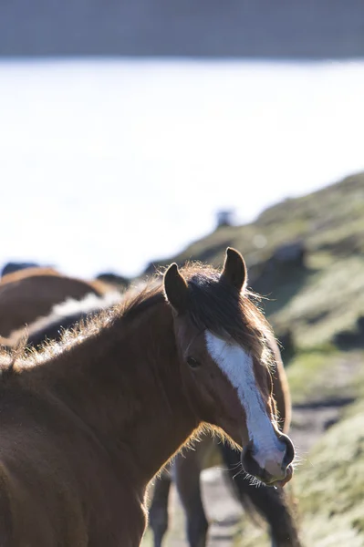 Hermoso caballo doméstico mirando detrás de él en la Laguna Mucuba —  Fotos de Stock