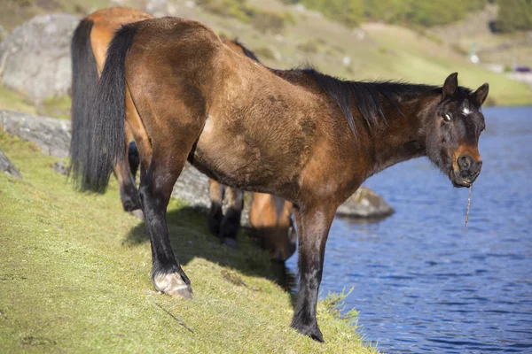 Two beautiful domestic horses drinking water from the Laguna Muc — Stock Photo, Image