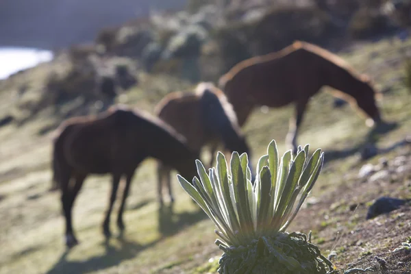 Nærbillede af endemisk plante med heste i baggrunden - Stock-foto