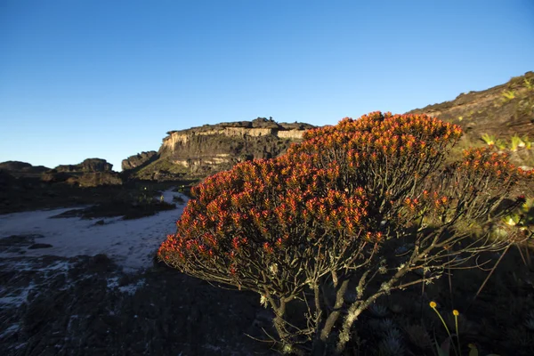 首脑会议的山罗赖马、 火山石和红色特有植物. — 图库照片