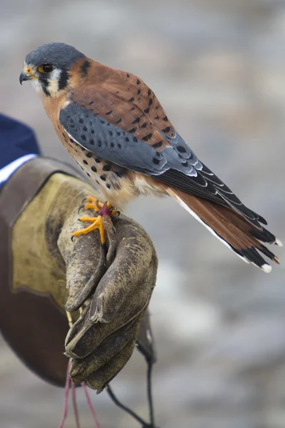 Gheppio americano in un santuario degli uccelli vicino a Otavalo, Ecuador — Foto Stock