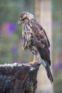 Bir kuş kutsal Otavalo, Ekvator yakınında, Amerikan kerkenezi