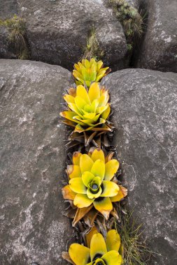 A very rare endemic yellow flowers on the plateau of Roraima, Ve clipart