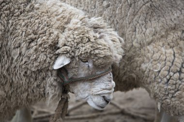 Otavalo hayvan pazarı, Ekvador, beyaz kuzu portresi
