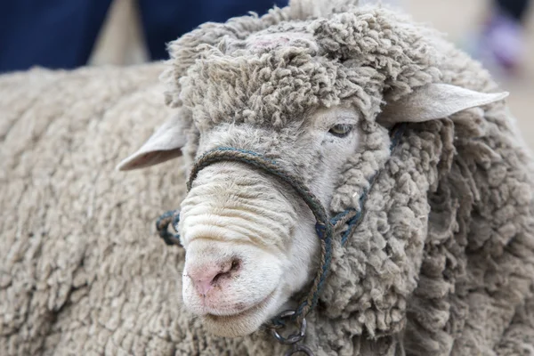 Retrato de cordeiro branco no Mercado de Animais de Otavalo, Equador — Fotografia de Stock