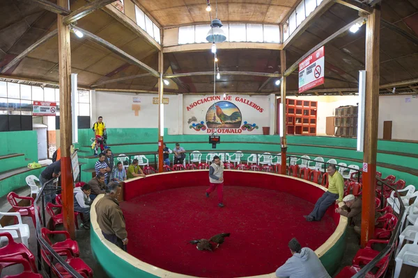 Men watching and betting during a cockfight in Otavalo — Stock Photo, Image