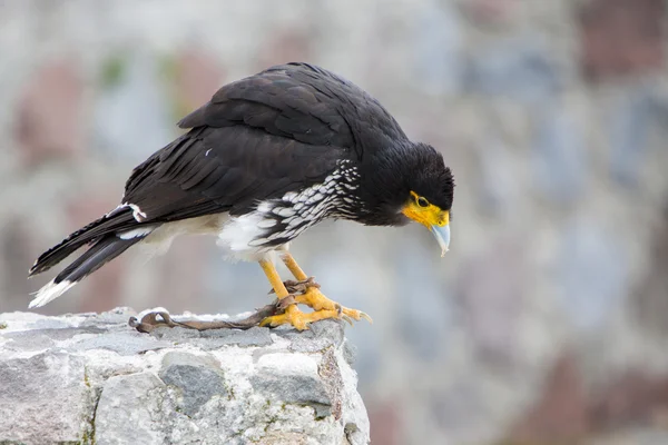 Andean bird, the Curiquinge or Dragon Verde, Ecuador — Φωτογραφία Αρχείου