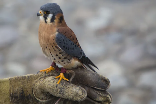 Poštolka pestrá v ptačí rezervace poblíž Otavalo, Ekvádor — Stock fotografie