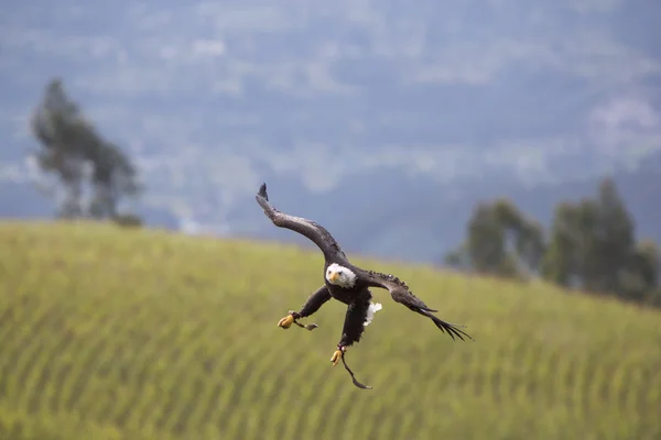 Americký orel bělohlavý, přistání v Otavalo, Ekvádor — Stock fotografie