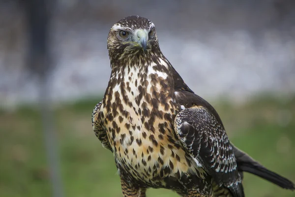 Amerikanischer Turmfalke in einem Vogelschutzgebiet in der Nähe von otavalo, Ecuador — Stockfoto