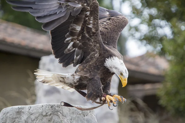 American Bald Eagle landing in Otavalo, Ecuador — Stock Photo, Image