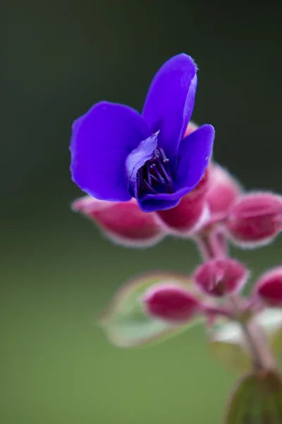 Tropical blue and pink flower in Otavalo with green background — Stock Photo, Image