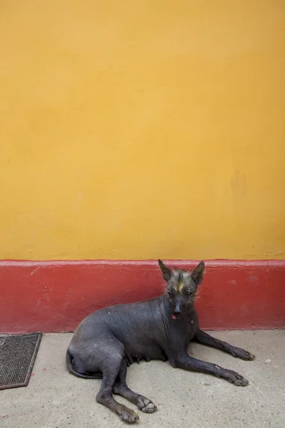 Peruanischer haarloser Hund, trujillo, peru — Stockfoto