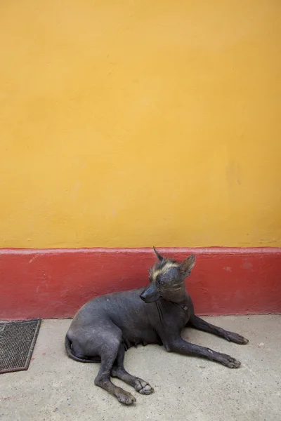 페루 털 개, 트루 히 요, 페루 — 스톡 사진