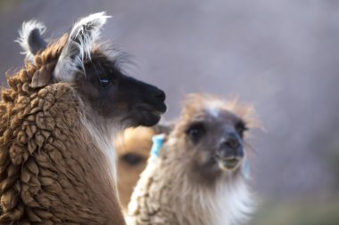 group of beautiful Llamas, Argentina