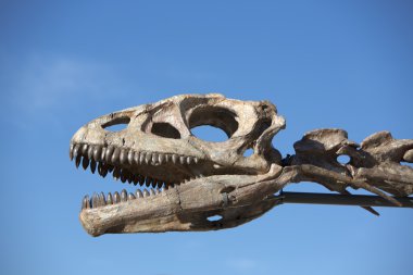 Dinozorun baş kafatası ve mavi gökyüzü, Ischigualasto