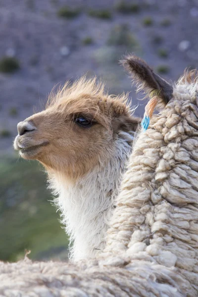 Δύο όμορφες Llamas, Αργεντινή — Φωτογραφία Αρχείου