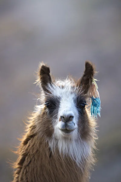 Portrait of beautiful Llama, Argentina — стокове фото