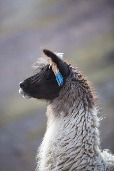 Portrait of beautiful Llama, Argentina — 图库照片