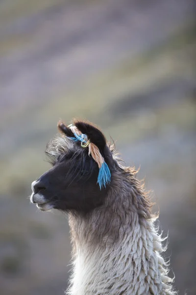 Portrait of beautiful Llama, Argentina — стокове фото