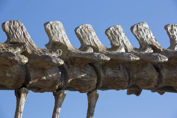 Dinosaurie skelett detaljer och blå himmel, Ischigualasto — Stockfoto