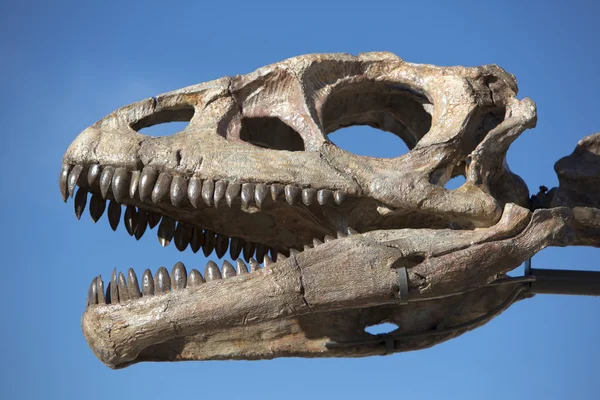 Dinosauří hlavy lebky a modrá obloha, Ischigualasto — Stock fotografie