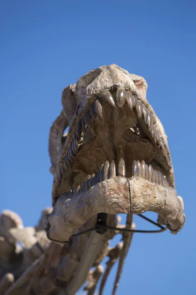 Cráneo de cabeza de dinosaurio y cielo azul, Ischigualasto — Foto de Stock