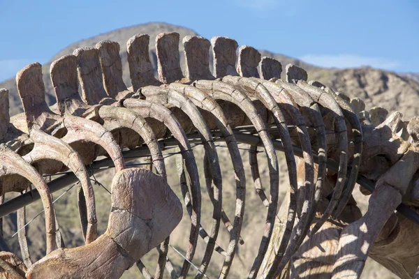 Detalles del esqueleto del dinosaurio y el cielo azul, Ischigualasto — Foto de Stock