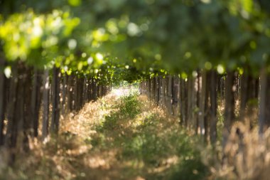 Arjantin üzüm bağları detay