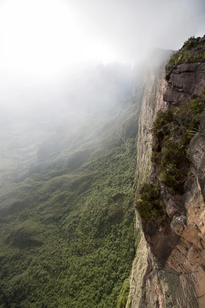 Floresta tropical e enorme penhasco no Monte Roraima, Venezuela — Fotografia de Stock