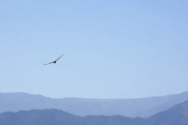 Condor che vola contro un cielo blu — Foto Stock