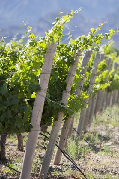 Detail of vineyards in Argentina — Stock Photo, Image