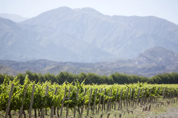 Detail of vineyards in Argentina — Stock Photo, Image