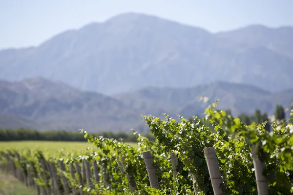 Dettaglio vigneti in Argentina — Foto Stock