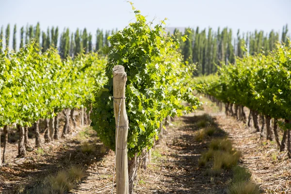 Detalhe de vinhedos em Argentina — Fotografia de Stock