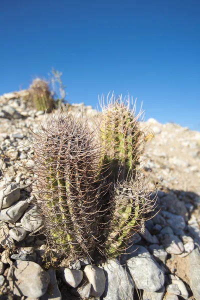 Kaktus mit blauem Himmel in Argentinien — Stockfoto