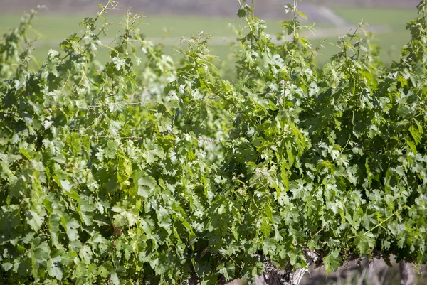 Detail of vineyards in Argentina — Stock Photo, Image