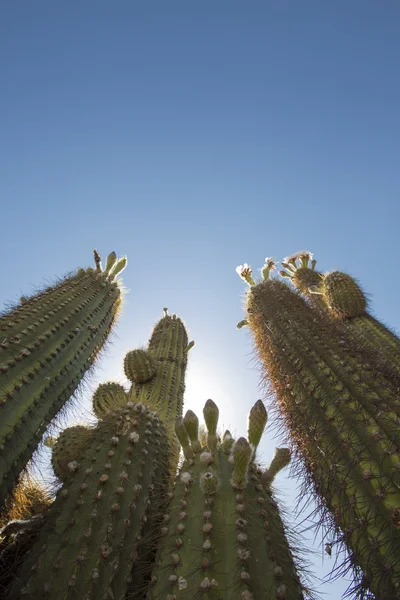 Flower and cactus with blue sky in Argentina — Stock Photo, Image