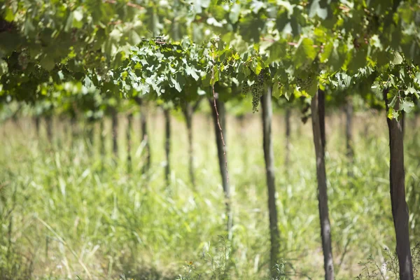 Detail of vineyards in Argentina — Stock Photo, Image