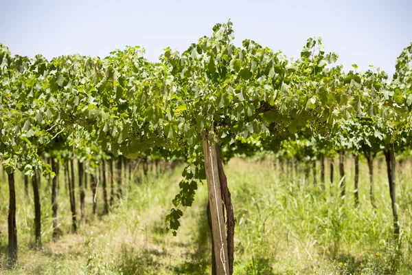 Detail of vineyards in Argentina — Stock Photo, Image