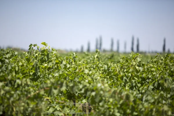 Detail of vineyards in Argentina — Stock Photo, Image