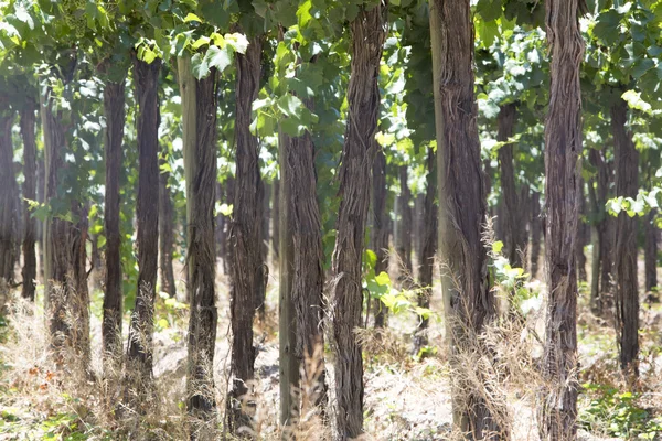 Detail of vineyards in Argentina — Stock Photo, Image