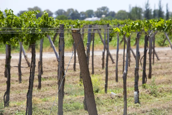 Detalle de viñedos en Argentina — Foto de Stock